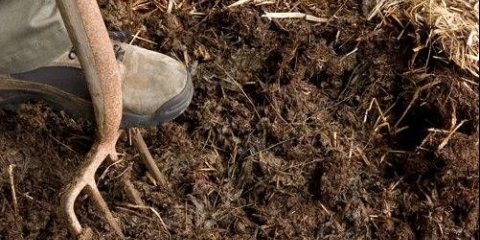 Kako hraniti ribizle u proljeće